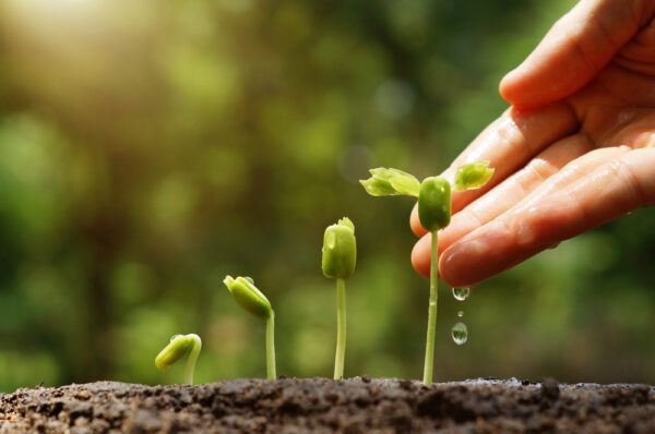 Agriculture.,Growing,Plants.,Plant,Seedling.,Hand,Nurturing,And,Watering,Young