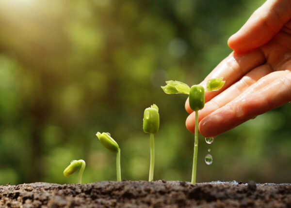Agriculture.,Growing,Plants.,Plant,Seedling.,Hand,Nurturing,And,Watering,Young