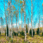 Forestmanagementheader