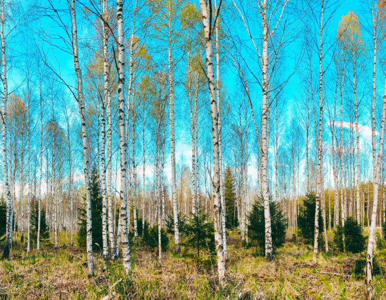 Forestmanagementheader